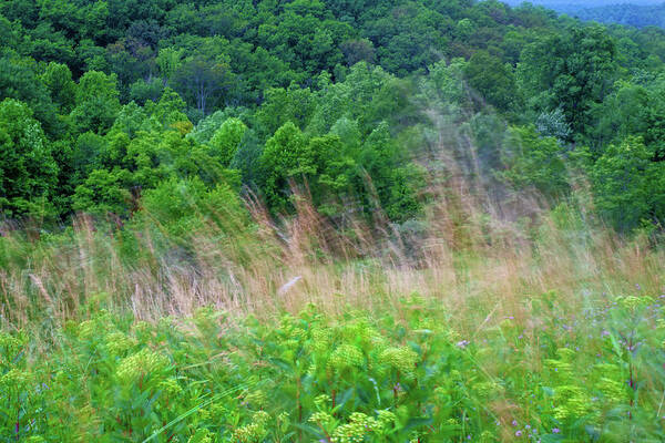 Greass Art Print featuring the photograph Grass blowing in the wind by Dan Friend