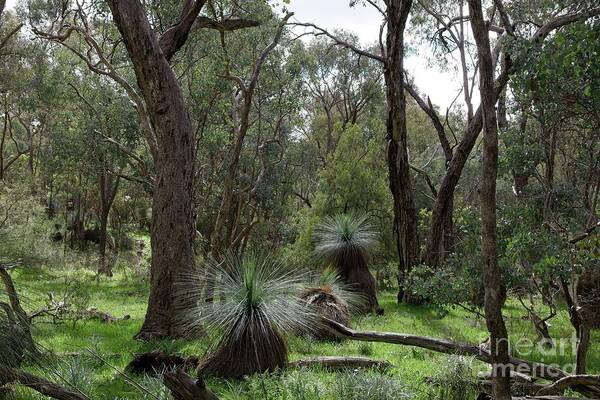 Grass Tree Art Print featuring the photograph Grass Trees in the Warby Ranges by Linda Lees