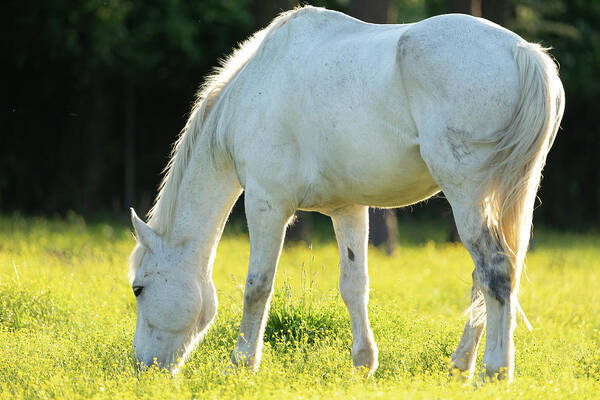 Horse Art Print featuring the photograph Grazing Horse at Sunset by Rachel Morrison