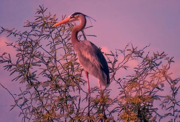 Arizona Art Print featuring the photograph Great Blue Heron - Artistic 6 by Judy Kennedy