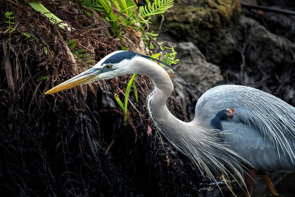 Great Blue Heron Art Print featuring the photograph Great Blue Heron by Bryan Williams