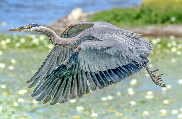 Blue Heron Art Print featuring the photograph Great Blue Heron by Jerry Cahill