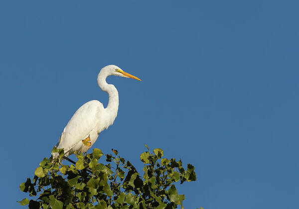 Great Egret Art Print featuring the photograph Great Egret 2016-4 by Thomas Young