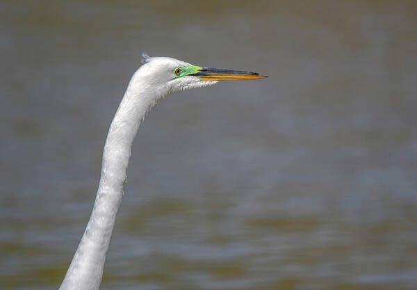Great Egret Art Print featuring the photograph Great Egret 6274-042821-2 by Tam Ryan