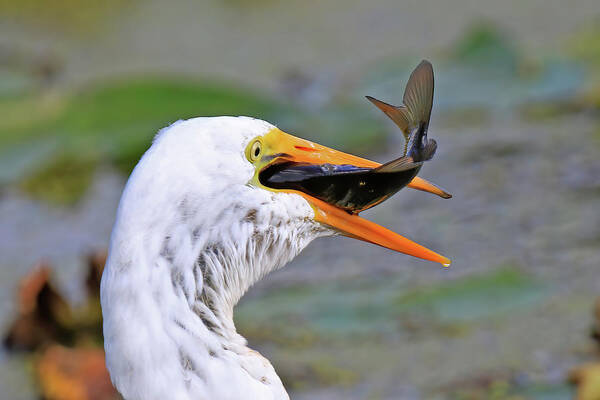 Great Egret Art Print featuring the photograph Great Egret Caught a Carp by Shixing Wen