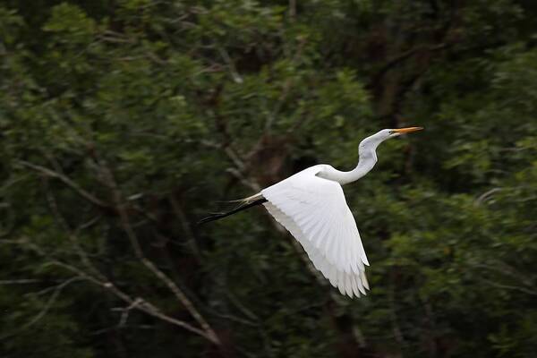 Great Egret Art Print featuring the photograph Great Egret in Flight by Mingming Jiang