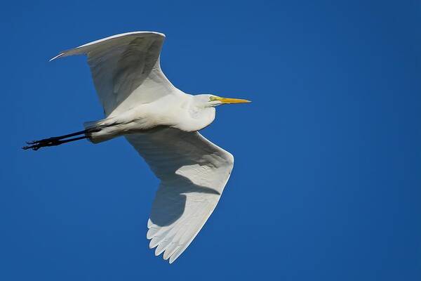 Blue Art Print featuring the photograph Great Egret In Flight by Steve DaPonte