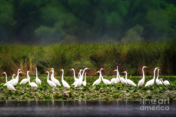 Egrets Art Print featuring the photograph Great Egrets by Jarrod Erbe