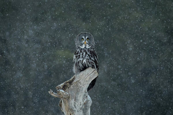 Owl Art Print featuring the photograph Great Gray Owl In Snowstorm by CR Courson
