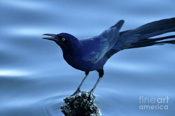 Quiscalus Mexicanus Art Print featuring the photograph Great-tailed Grackle by Amazing Action Photo Video