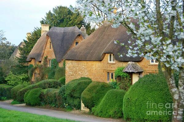 Great Tew Art Print featuring the photograph Great Tew thatch and blossom. by David Birchall