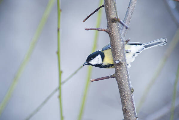 Songbird Art Print featuring the photograph Great tit (Parus major) by PhotoAlto/Odilon Dimier