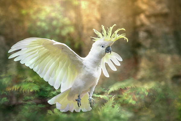 Cockatoo Art Print featuring the photograph Greater Sulphur-crested Cockatoo - Flight by Patti Deters