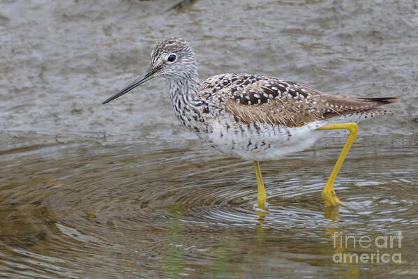 Greater Yellowlegs Art Print featuring the photograph Greater Yellowlegs Steps through a Shallow Slough by Nancy Gleason