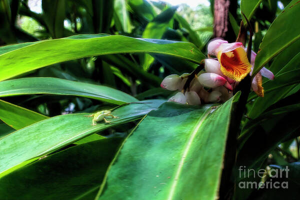 Green Anole And Shell Ginger. Green Anole Art Print featuring the photograph Green Anole And Shell Ginger by Felix Lai