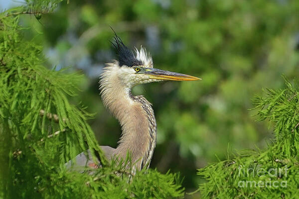 Blue Heron Art Print featuring the photograph Green Blue Heron in the Cypress trees. by Kathy Baccari