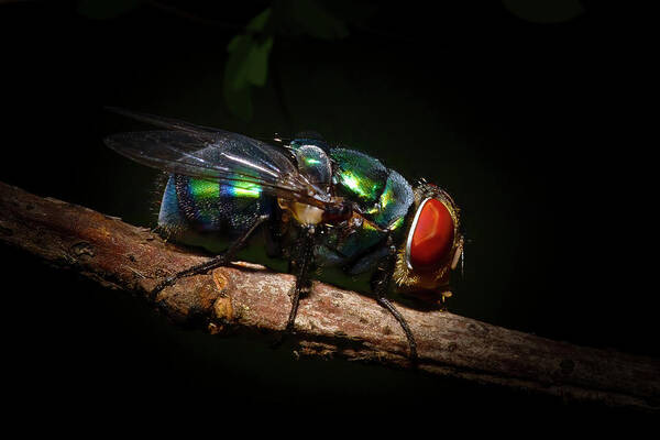 Green Bottle Fly Art Print featuring the photograph Green Bottle Fly by Mark Andrew Thomas