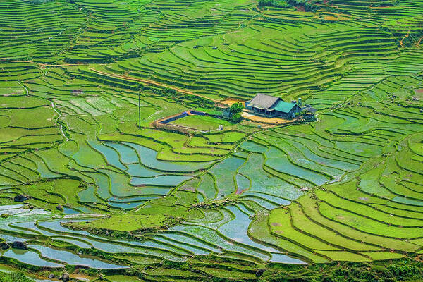 Black Art Print featuring the photograph Green Field Terraces by Arj Munoz