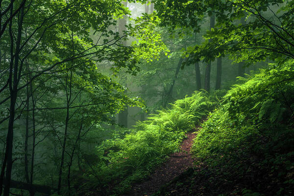 Mountain Art Print featuring the photograph Green Forest by Evgeni Dinev