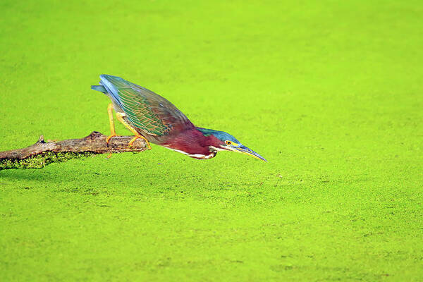 Green Heron Art Print featuring the photograph Green Heron Ready to Strike by Shixing Wen