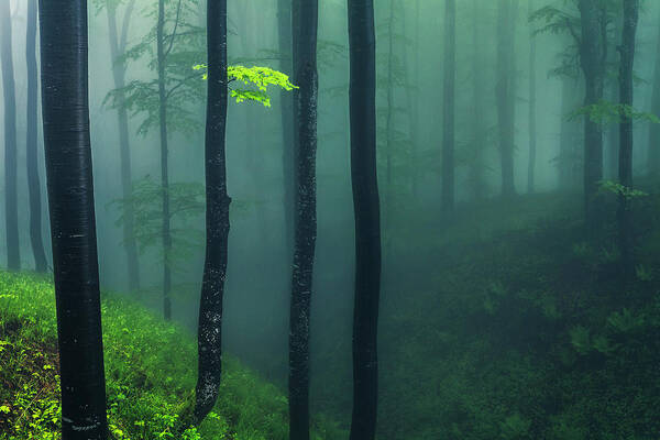 Balkan Mountains Art Print featuring the photograph Green Mist by Evgeni Dinev