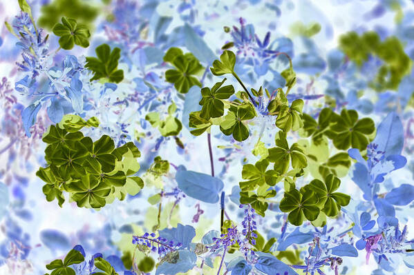 Flower Art Print featuring the photograph Blooms of Green in Blue by Missy Joy