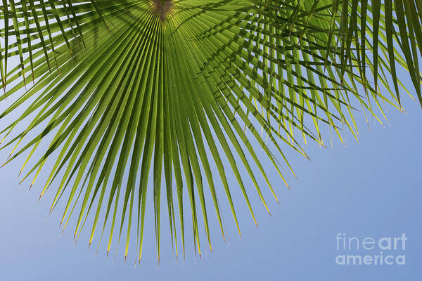 Palm Leaf Art Print featuring the photograph Green palm leaf and blue sky, summer season by Adriana Mueller