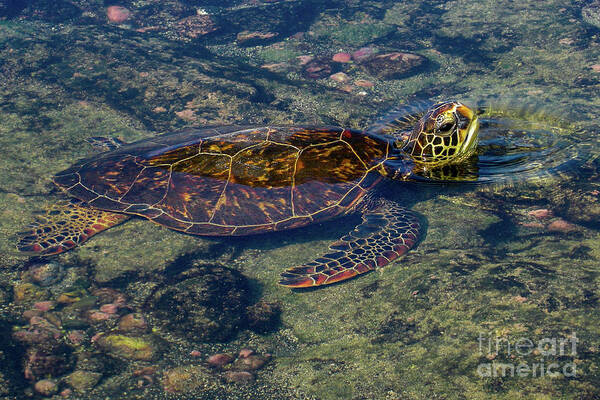 Green Sea Turtle Art Print featuring the photograph Green Sea Turtle Resting on Shore in Hawaii by Nancy Gleason