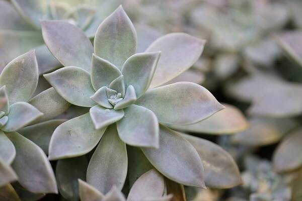 Succulent Art Print featuring the photograph Grey Ghost Plant by Mingming Jiang