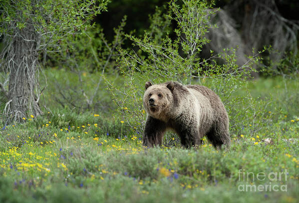 Animals Art Print featuring the photograph Grizzly 793 - Blondie by Sandra Bronstein