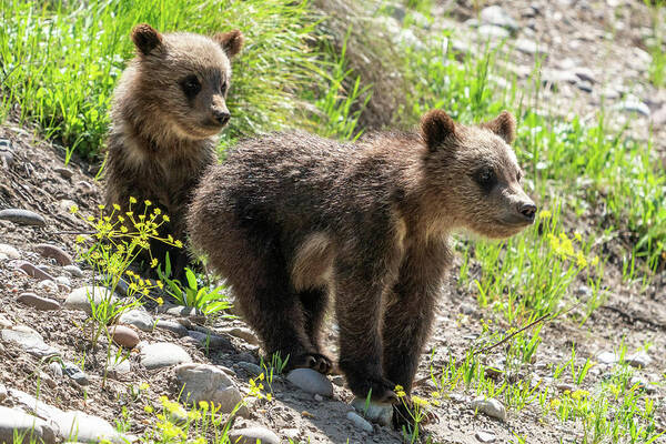 Grizzly Art Print featuring the photograph Grizzly Bear Cubs by Wesley Aston