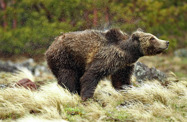 Bear Art Print featuring the photograph Grizzly Bear shaking of the rain. by Wesley Aston