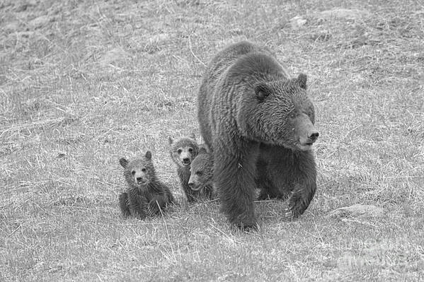 Grizzly Art Print featuring the photograph Grizzly Family Hike Black And Whte by Adam Jewell