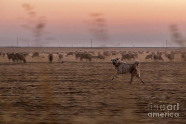 Photography Art Print featuring the photograph Guard Dog by Erin Marie Davis