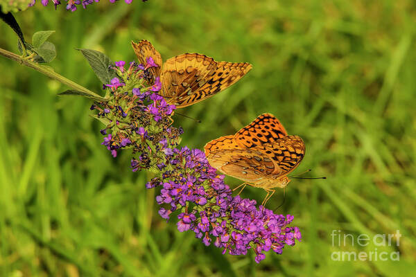 Butterfly Art Print featuring the photograph Varigated Fritilliary Duo by Barbara Bowen