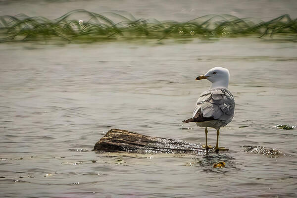 Bird Art Print featuring the photograph Gull Standing on Floating Log by Patti Deters