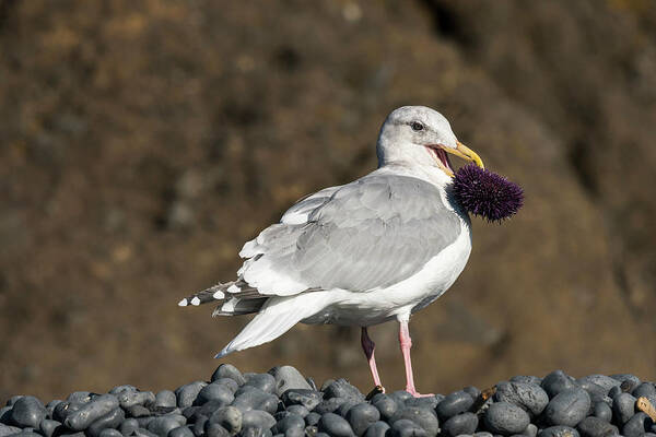 Animals Art Print featuring the photograph Gull With Purple Sea Urchin by Robert Potts