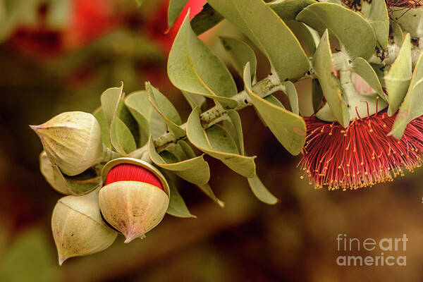 Flora Art Print featuring the photograph Gum Nuts 3 by Werner Padarin