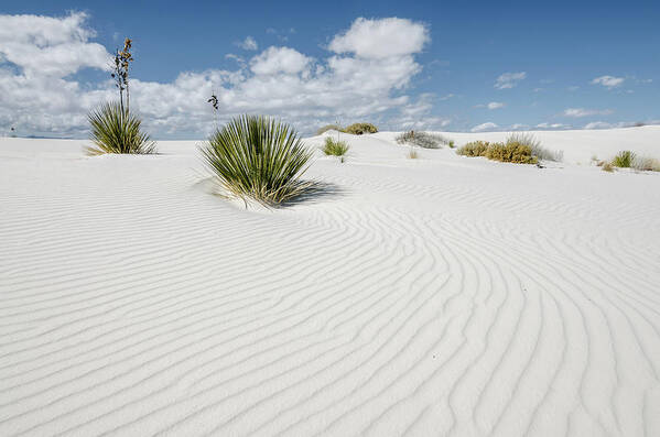 White Sands Art Print featuring the photograph Gypsum Dunes by Margaret Pitcher