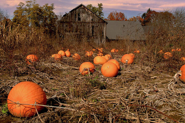 Autumn Foliage Massachusetts Art Print featuring the photograph Halloween Pumpkin Patch in Hatfield by Jeff Folger