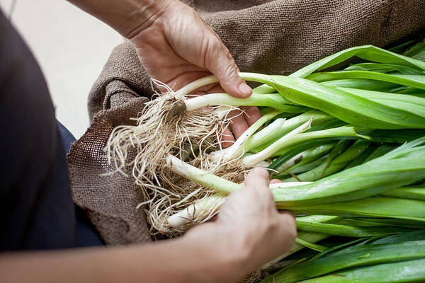 Working Art Print featuring the photograph Hands with organic spring onions by Heshphoto