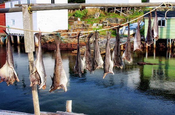 Fish Art Print featuring the photograph Hanging fish to dry in Salvage Newfoundland by Tatiana Travelways