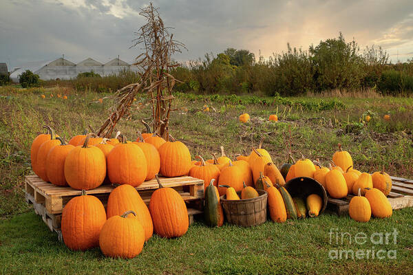 Autumn Art Print featuring the photograph Happy Thanksgiving Pumpkins by Marilyn Cornwell