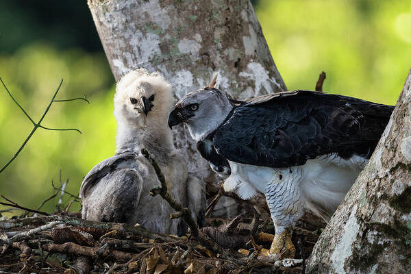 Harpy Eagle Mother and Chick Art Print