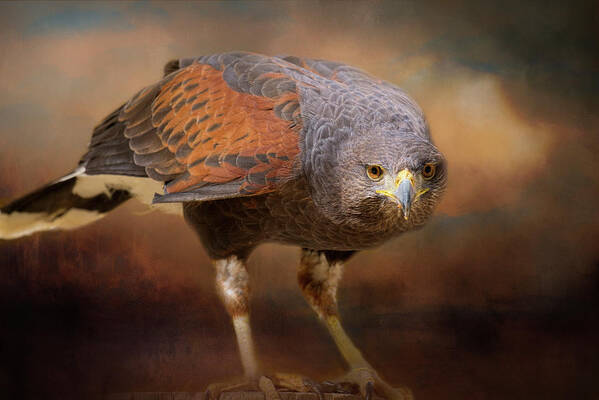 Arizona Art Print featuring the photograph Harris' Hawk by Lucinda Walter