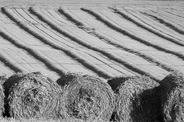 Agriculture Art Print featuring the photograph Harvest Time by Richard Donovan