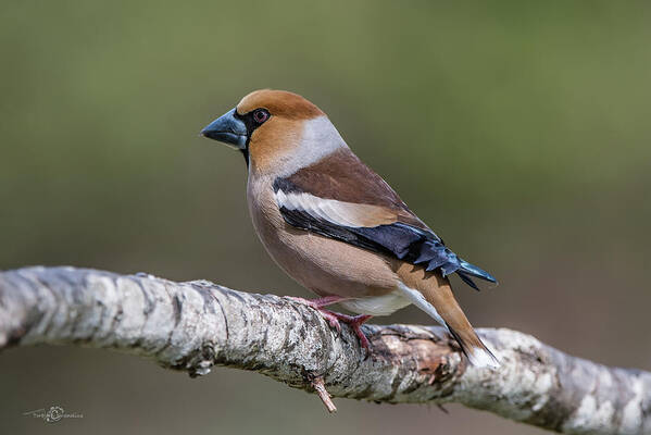 Hawfinch Perching Art Print featuring the photograph Hawfinch perching on the oak branch by Torbjorn Swenelius