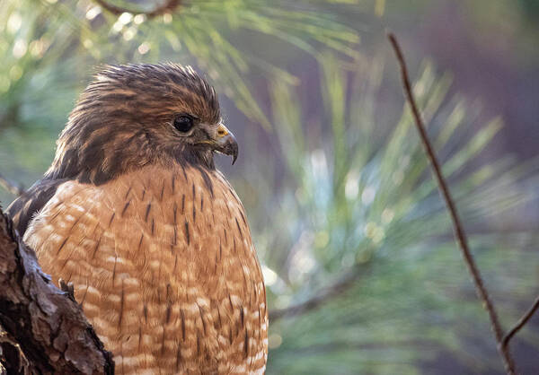 Bird Art Print featuring the photograph Hawk Side Profile by Rick Nelson