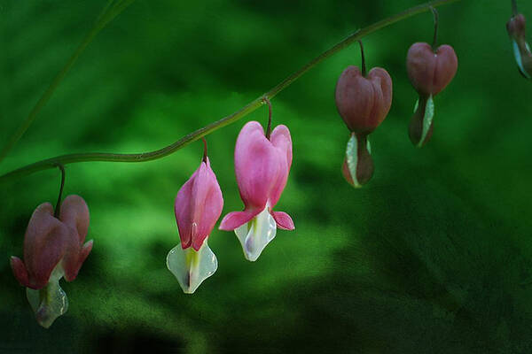 Dicentra Art Print featuring the photograph Hearts of Spring by Moira Law