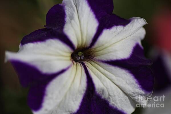 Petunia Art Print featuring the photograph Hearts Of The Petunia by Joy Watson